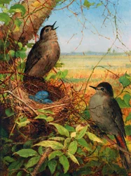 Tordi presso il loro nido